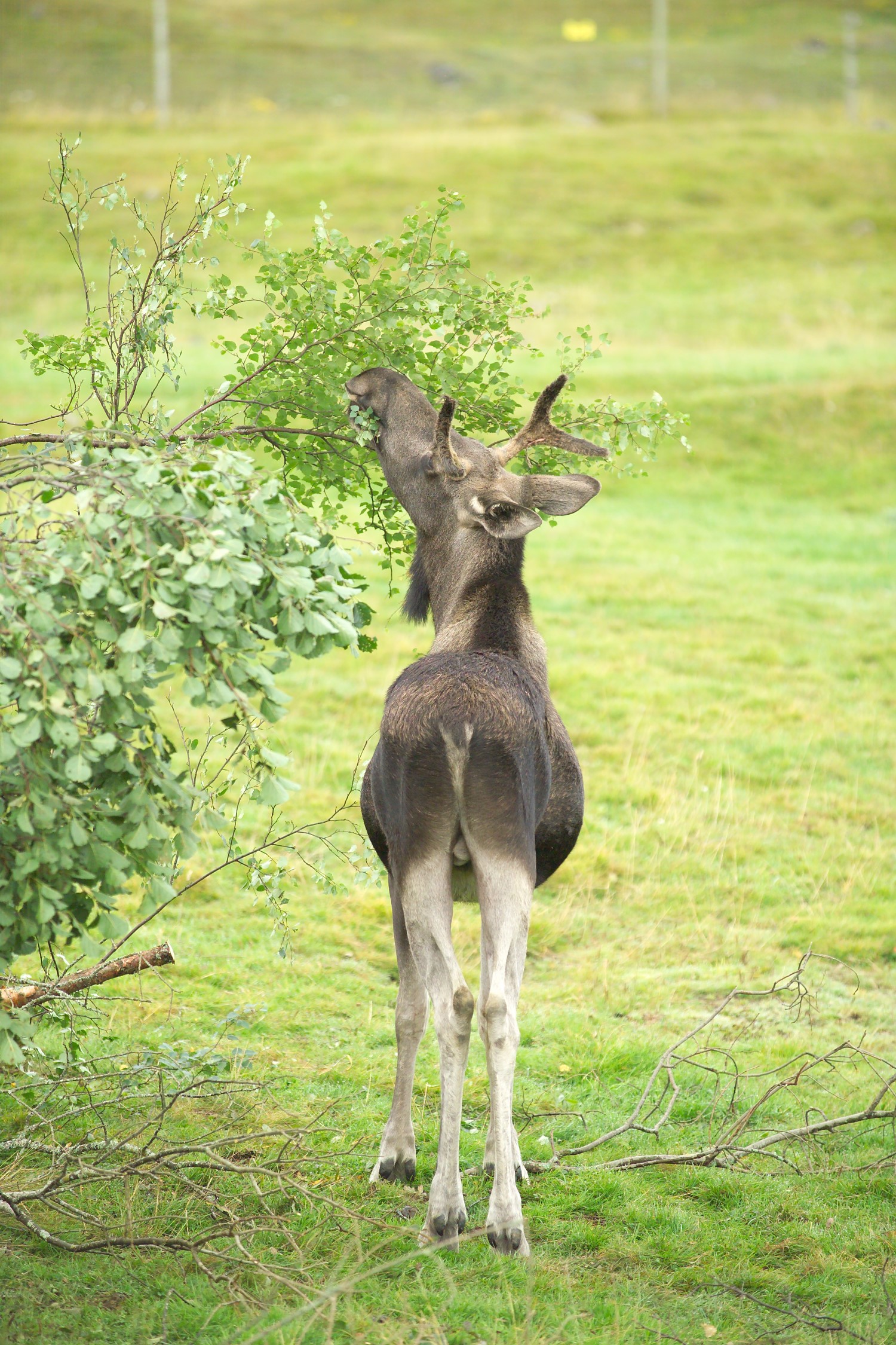 Elk feeding