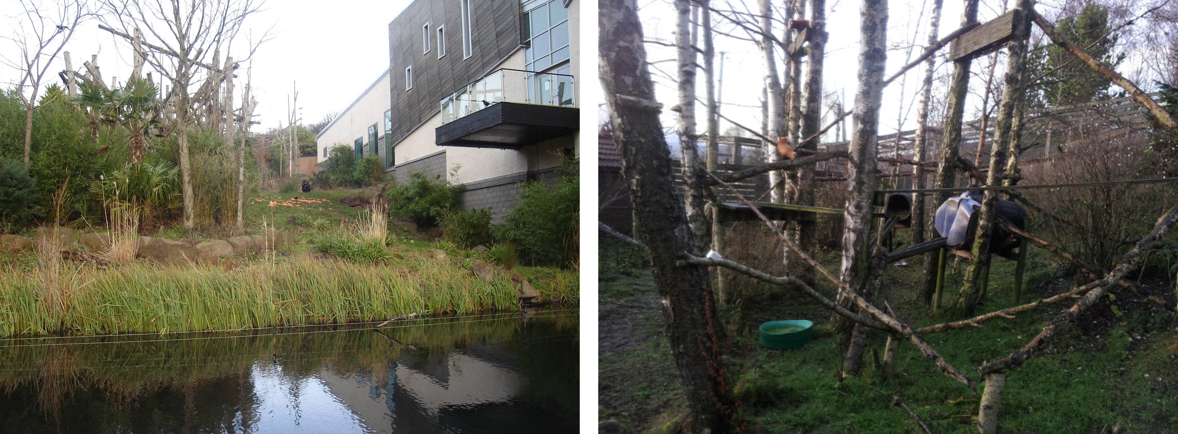 Budongo and red panda enclosure