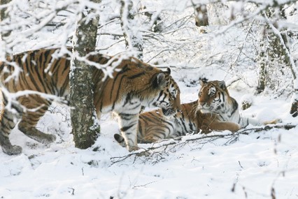 Amur tiger