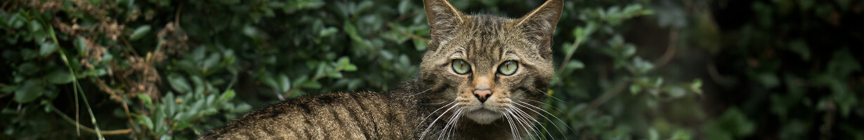 An adult wildcat in woodland