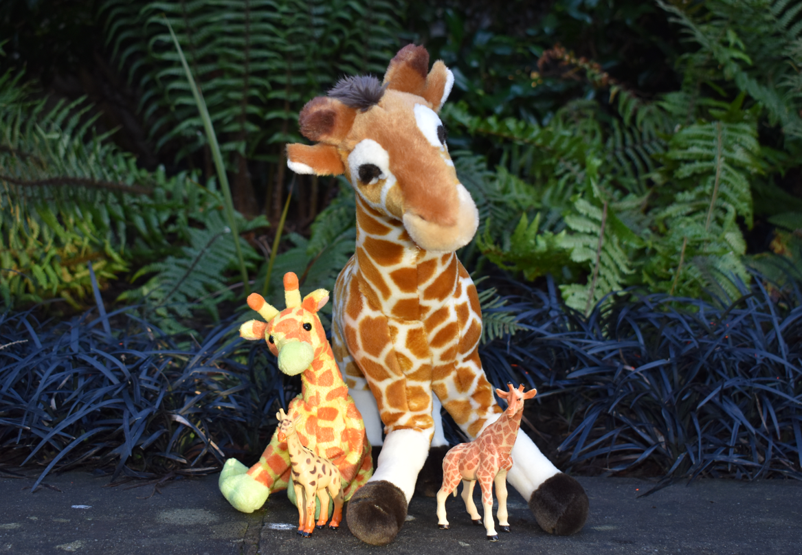 A small collection of toy giraffes that have 'escaped' from the zoo.