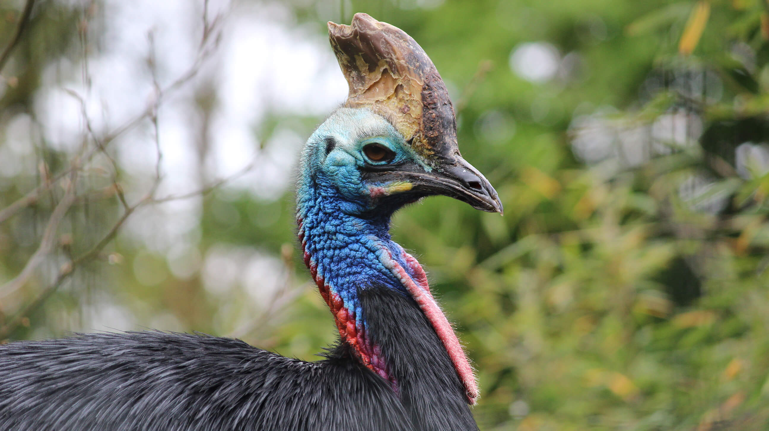 Cassowary at Edinburgh Zoo