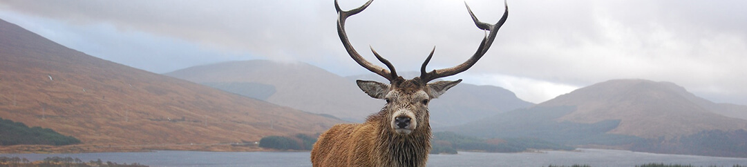 A deer in the highlands