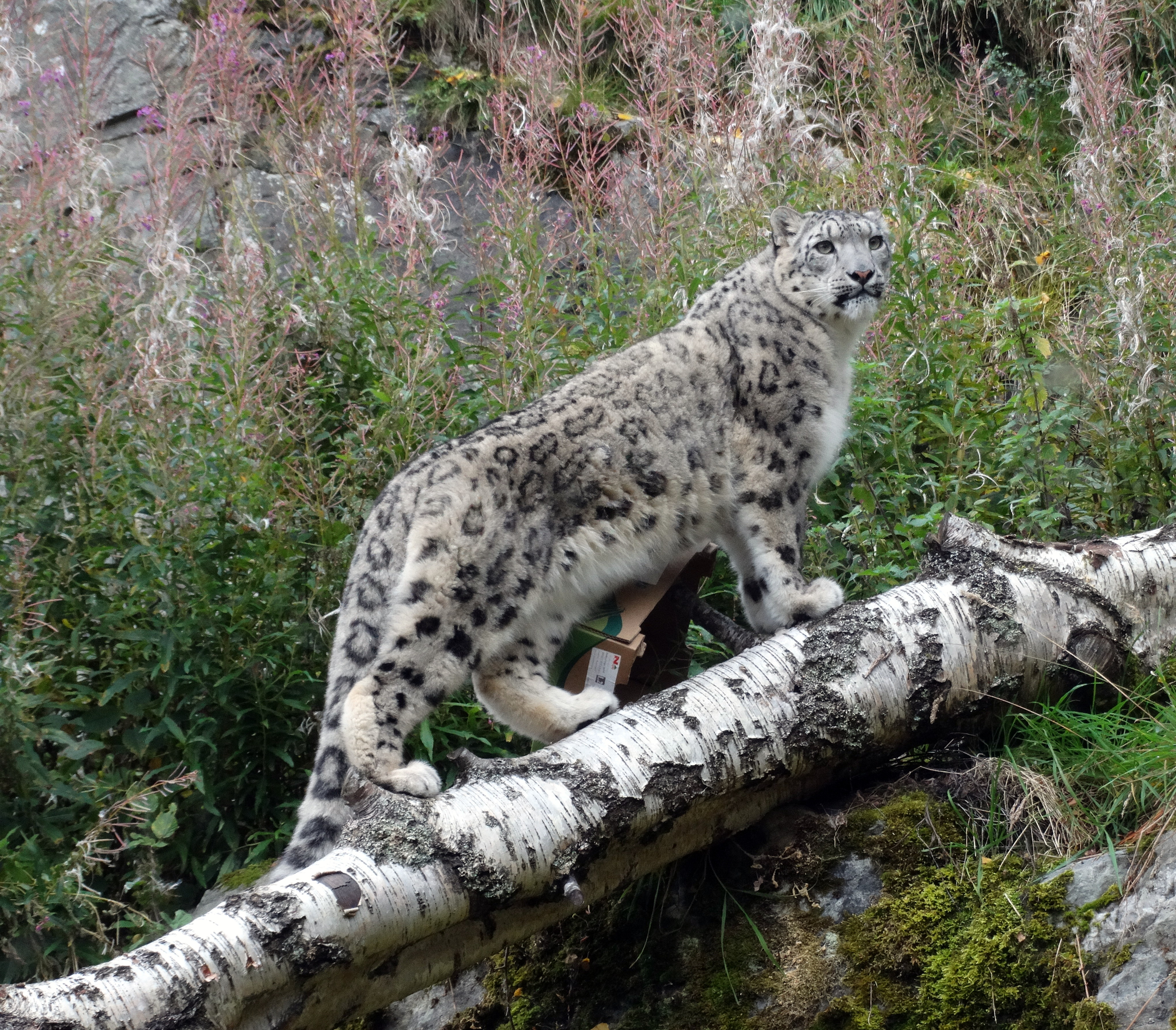 Snow leopard