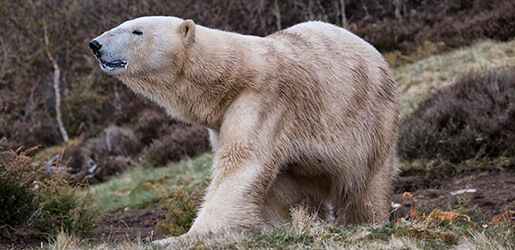 Polar Bear Explorers