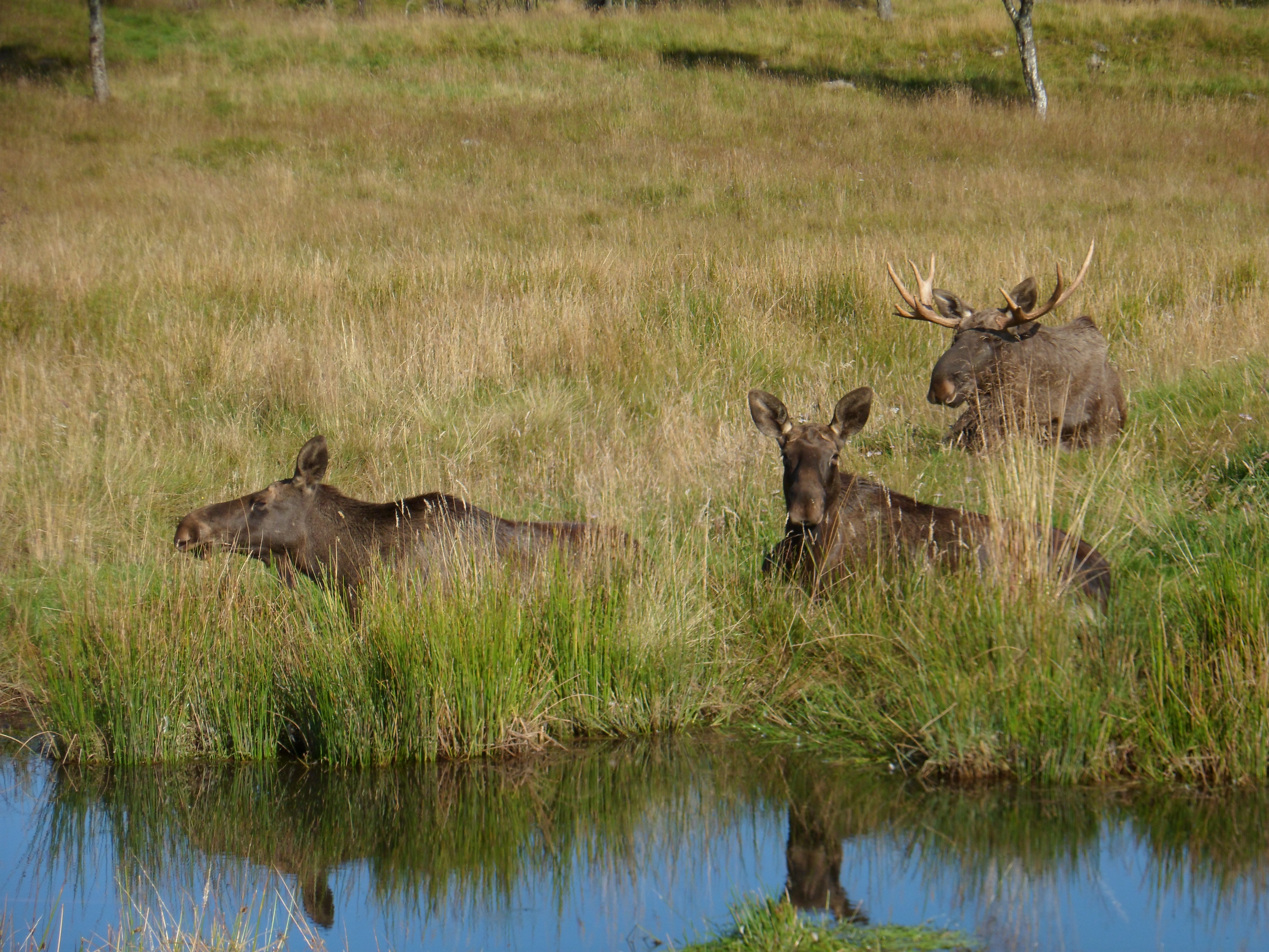 Elk family