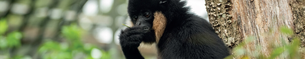 A gibbon looking thoughtful