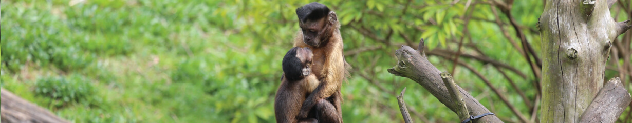 A capuchin looking at a baby capuchin