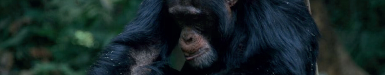 A chimp looking at something in its hand