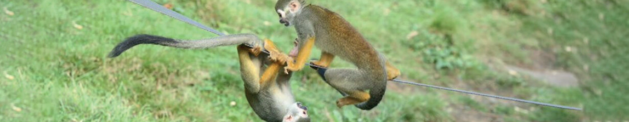 two squirrel monkeys playing on a rope