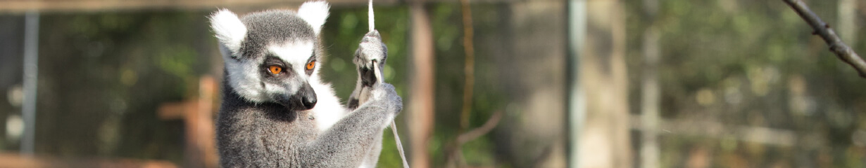A lemur playing on a rope