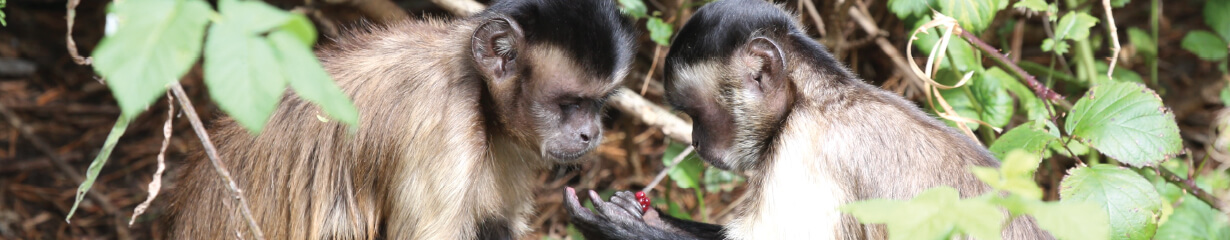 Two capuchins studying some berries held by one of them
