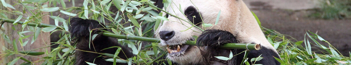 A panda eating some bamboo