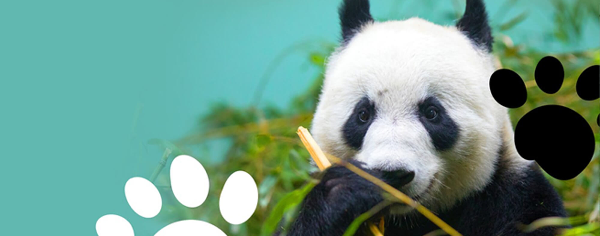 a panda eating bamboo