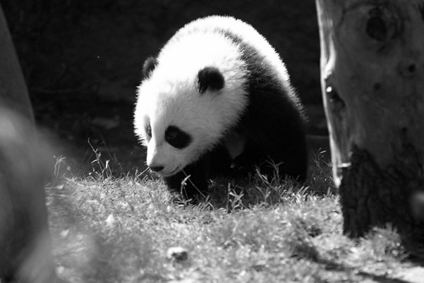 A young panda in black and white