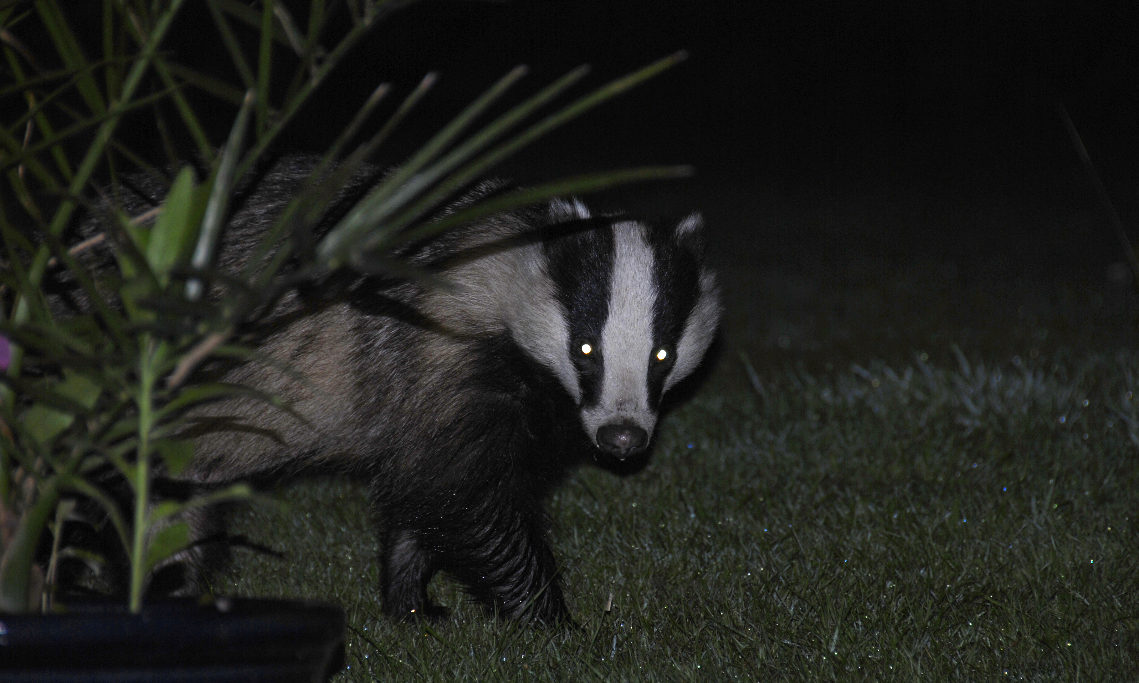 A badger peering around a corner in the dark of night