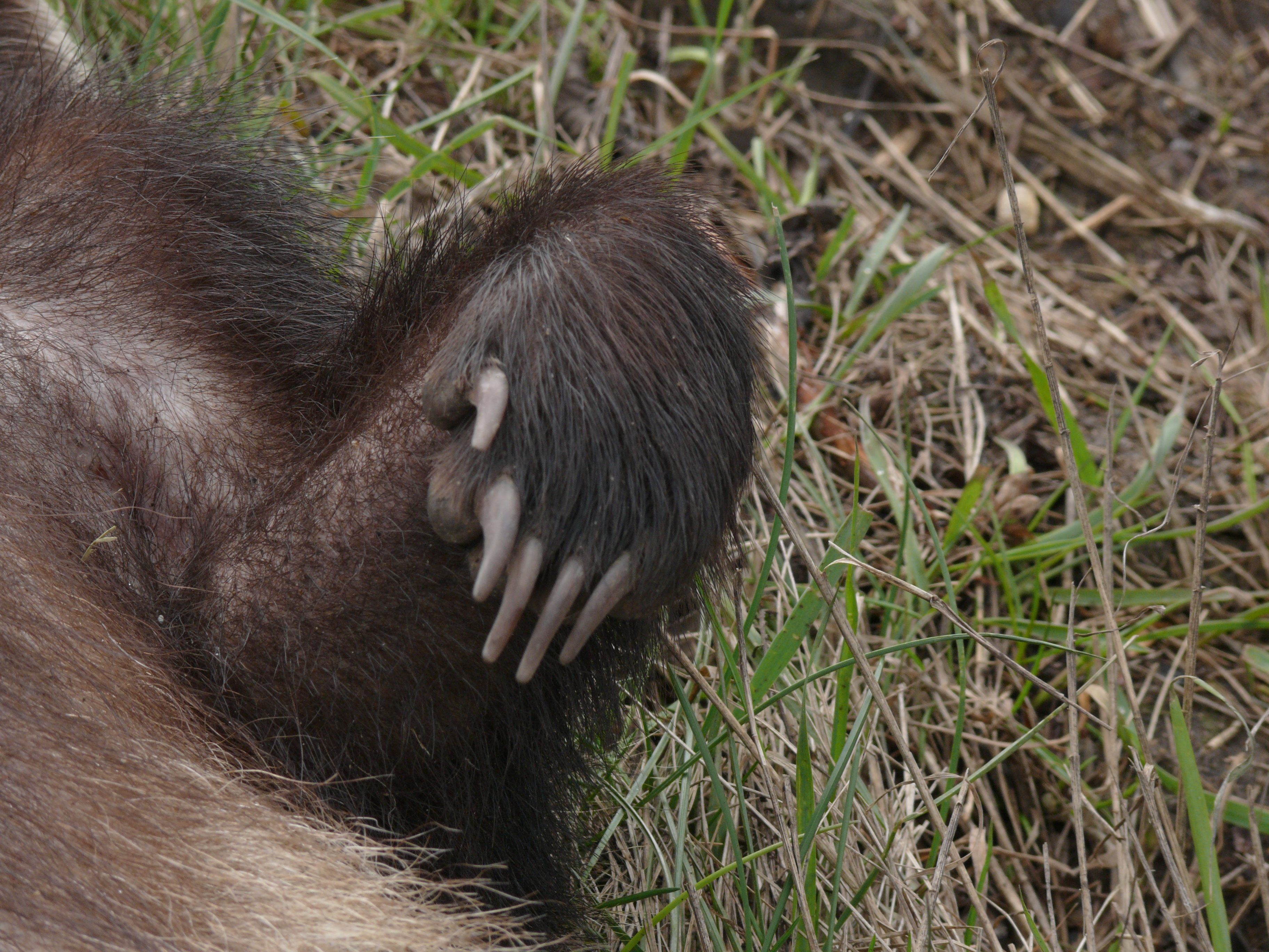 A badger paw shows long claws for digging