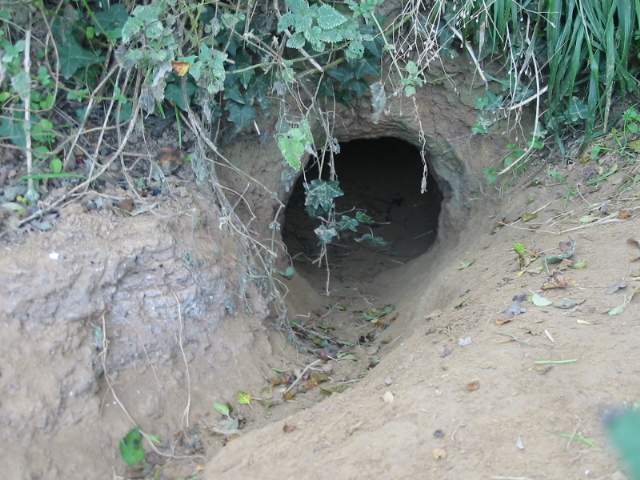 A large hole in the ground leads into a badger sett