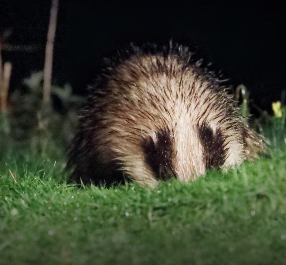 A european badger is face down in the grass as it starts to dig