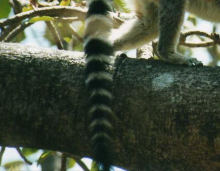 A stripy tail stalks past