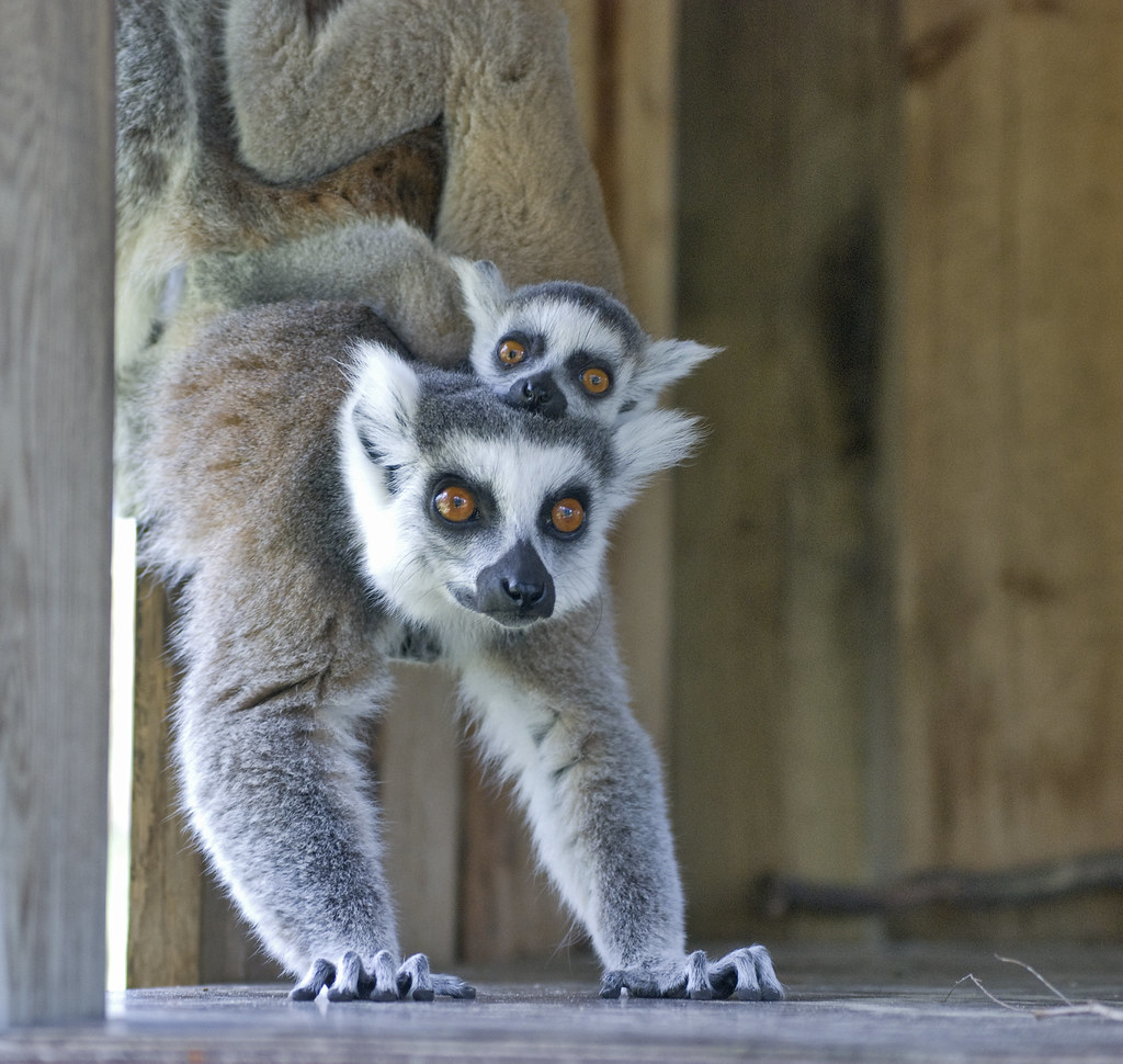 A lemur and pup