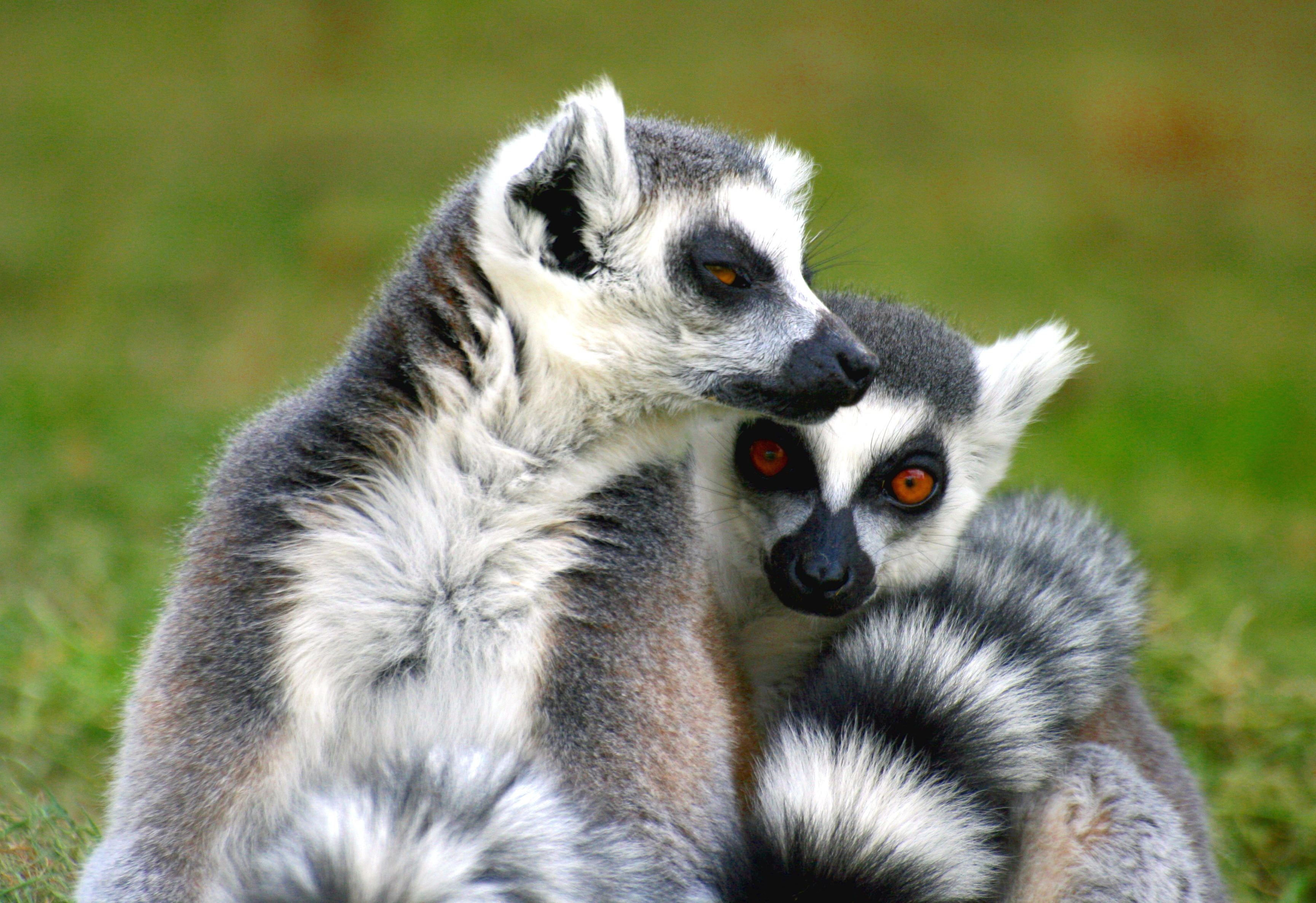 Lemur looking with eyes half shut