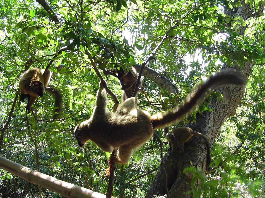 Lemurs jumping