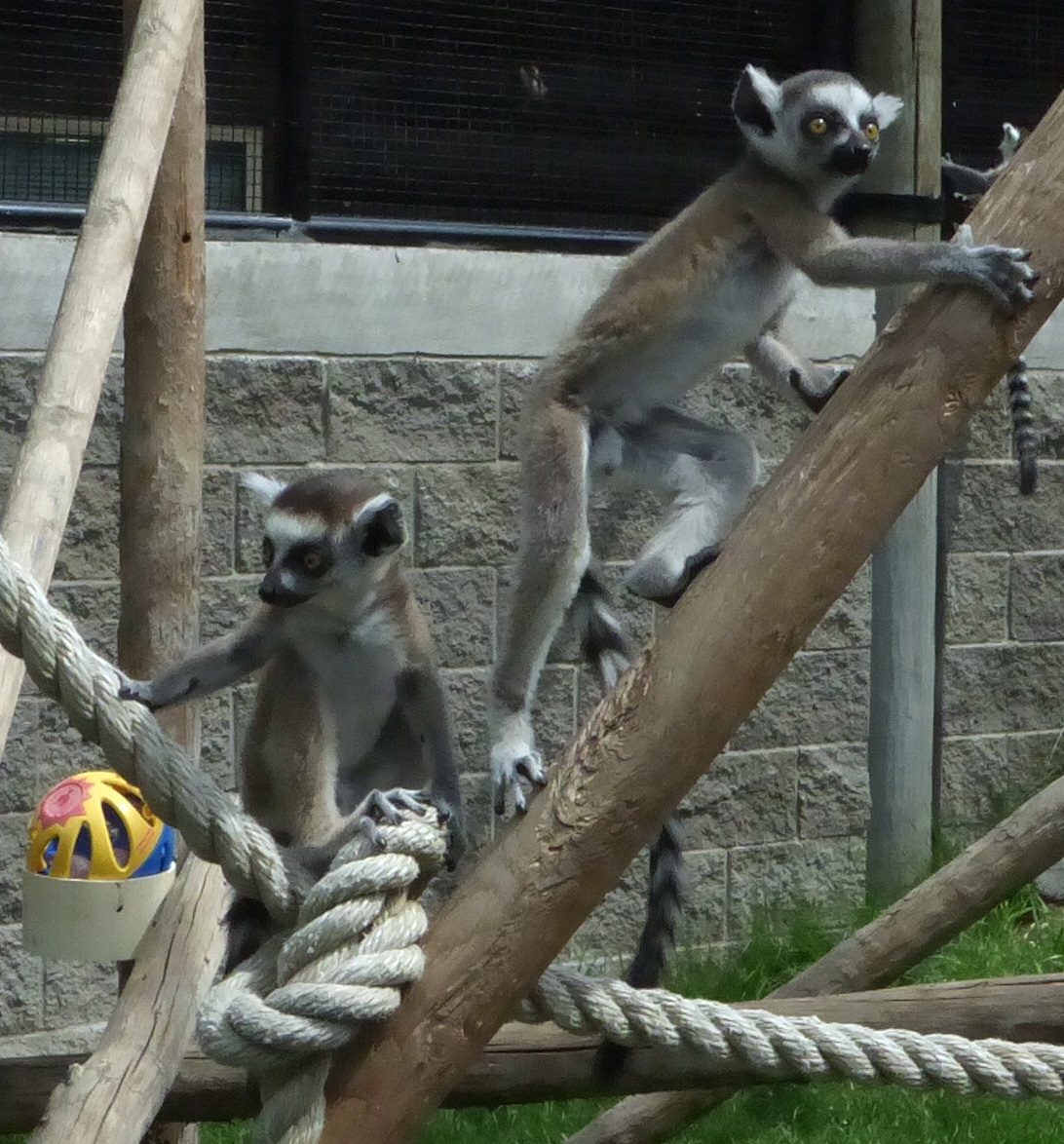 Young Lemurs Climbing