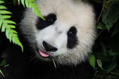 Panda cub peers out