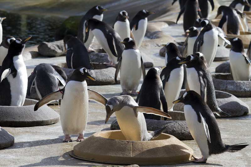 Penguins Rock