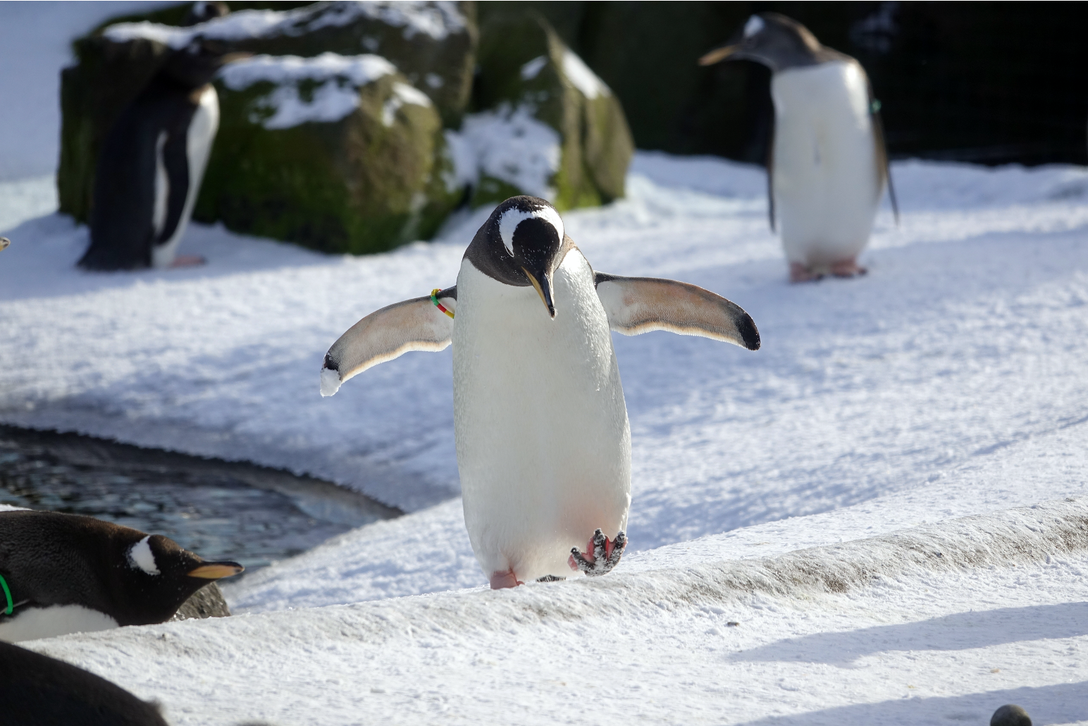 Gentoo Penguin waddles closter