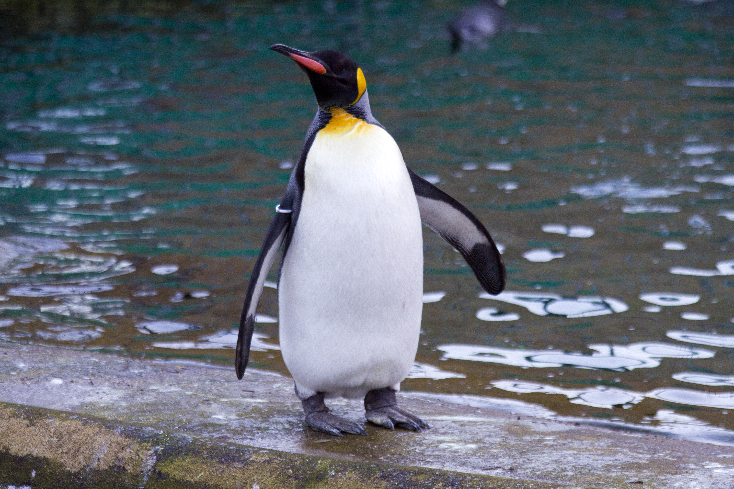 King Penguin