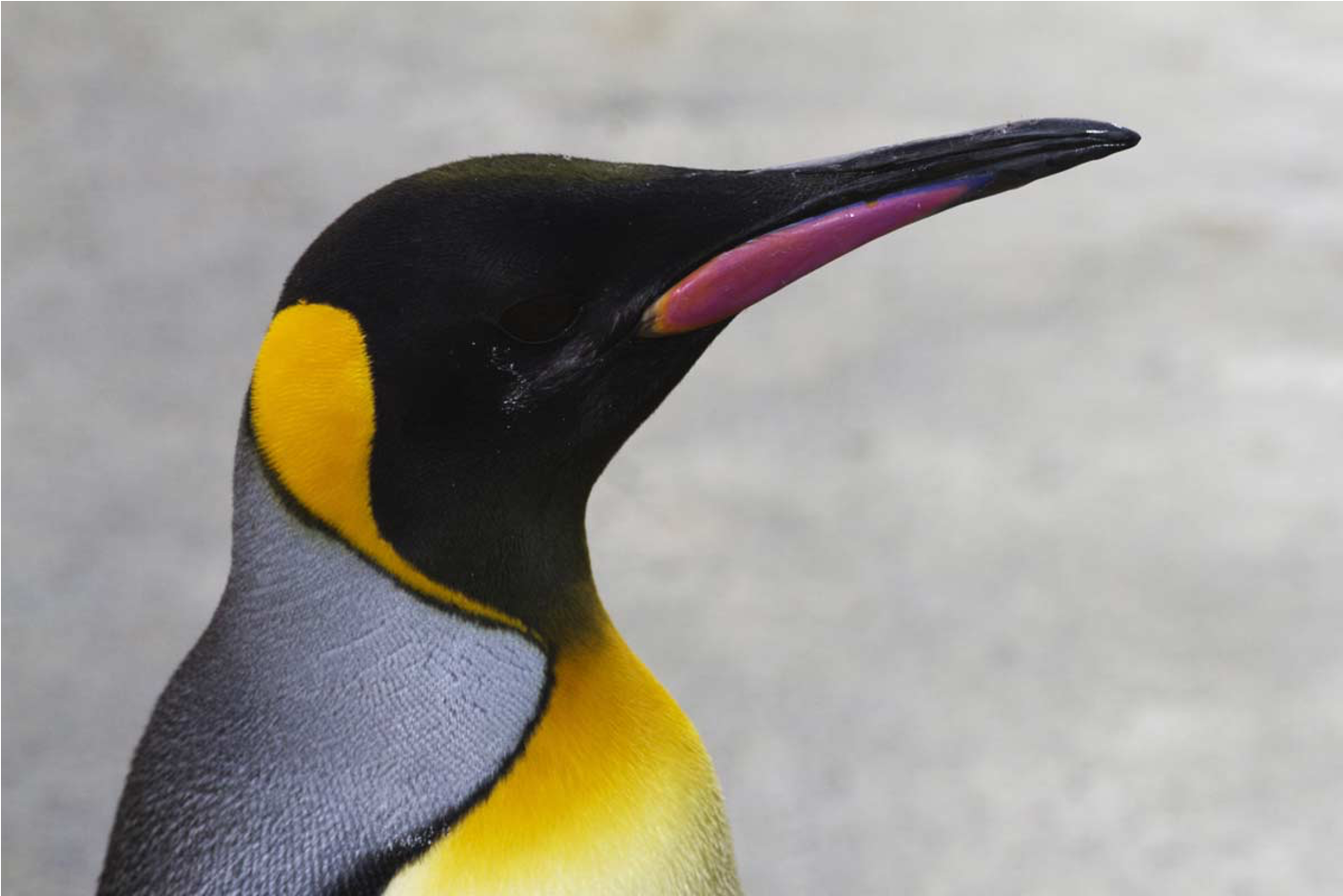 King Penguin head