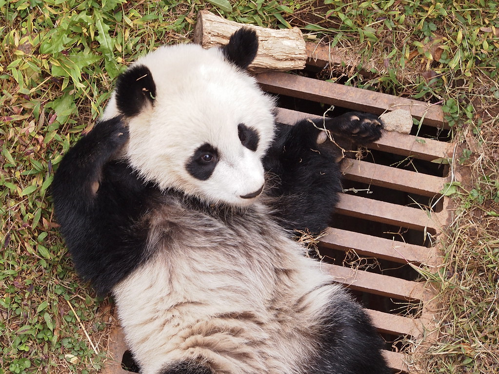 Panda cub lying down