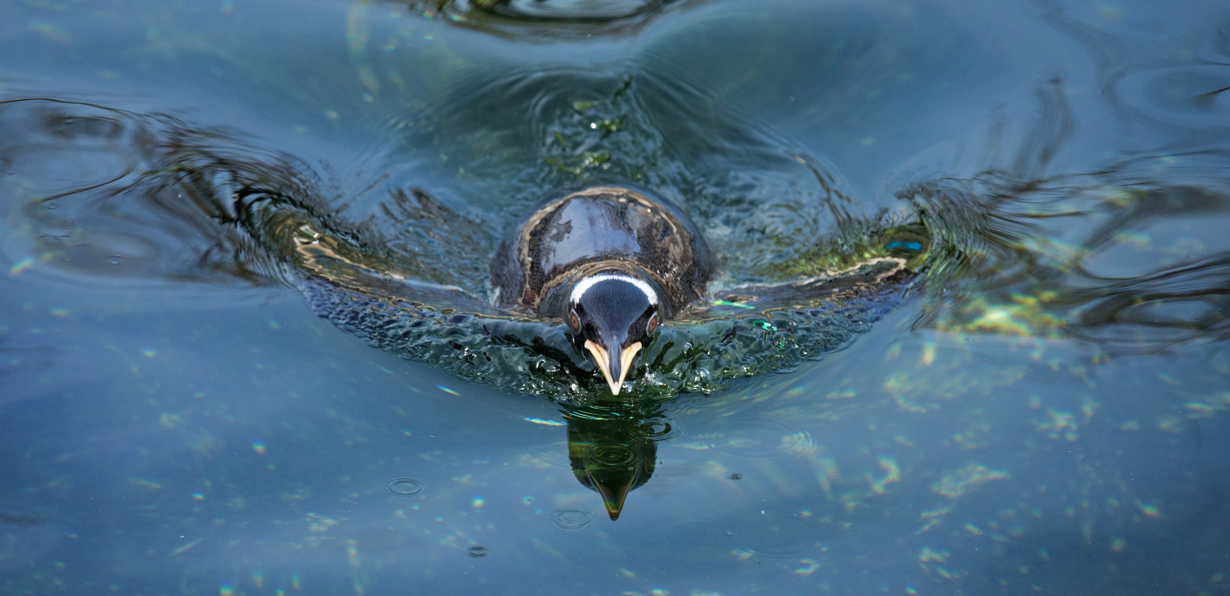 Penguin swimming