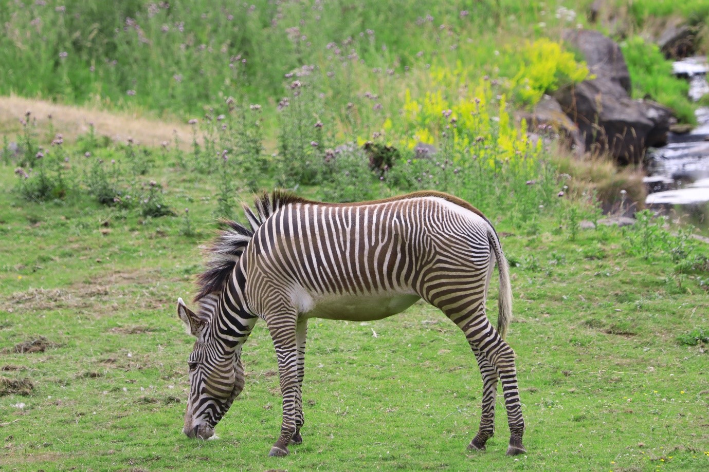 Grevy's Zebra