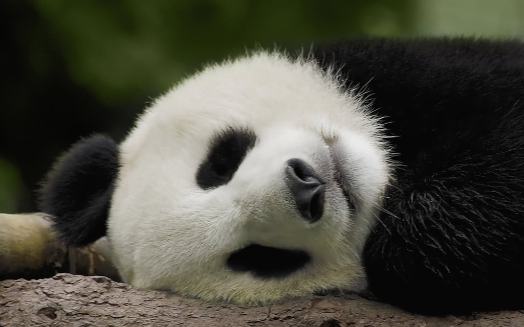 Sleepy Panda