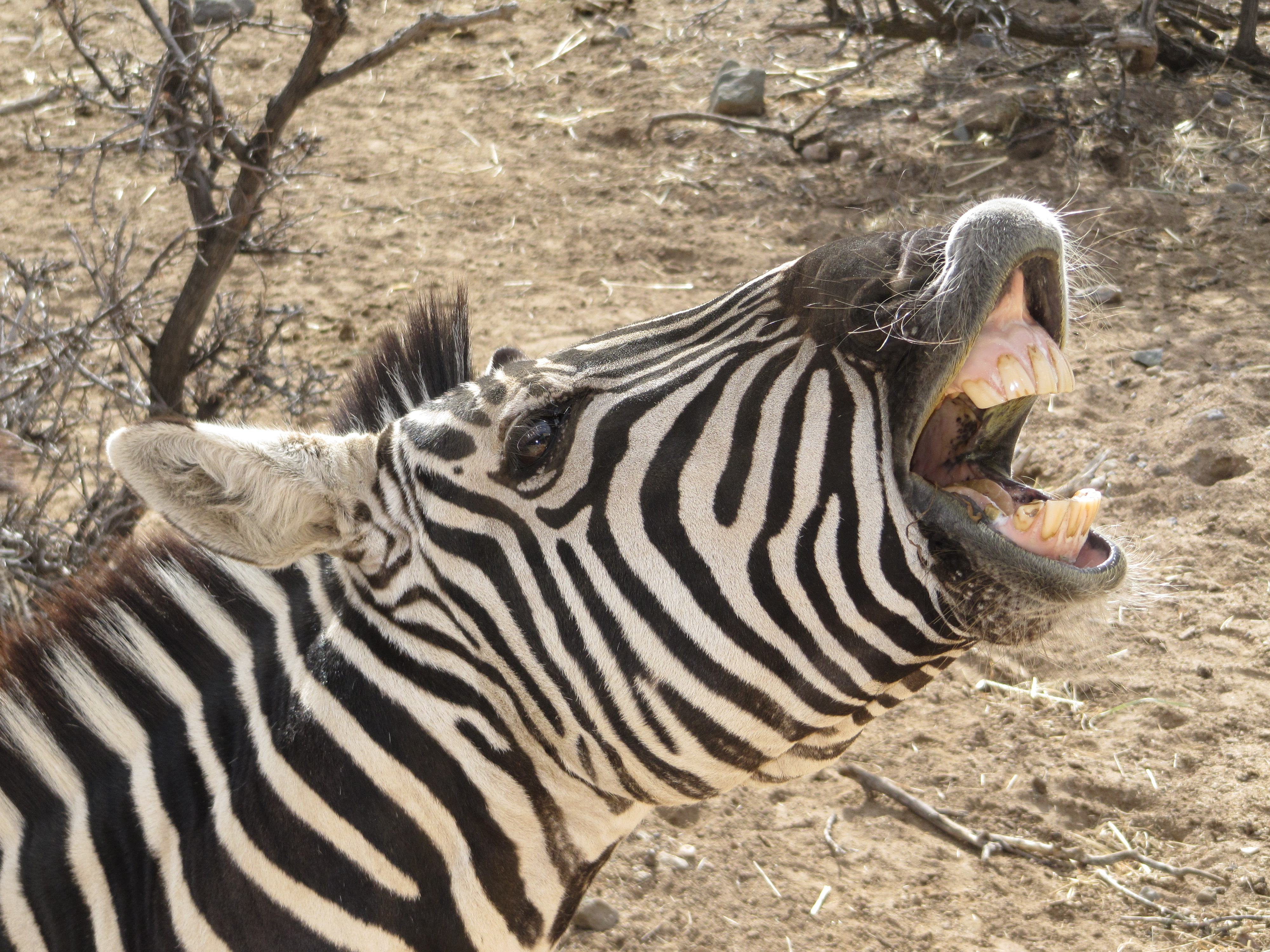 A Zebra laughing