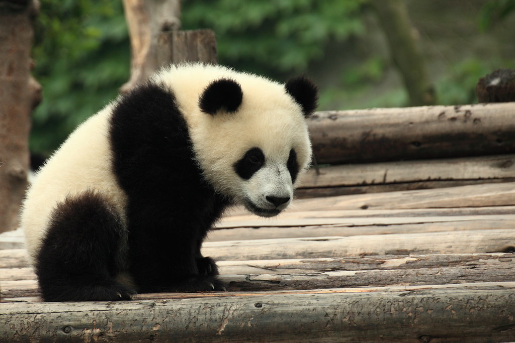 tired panda