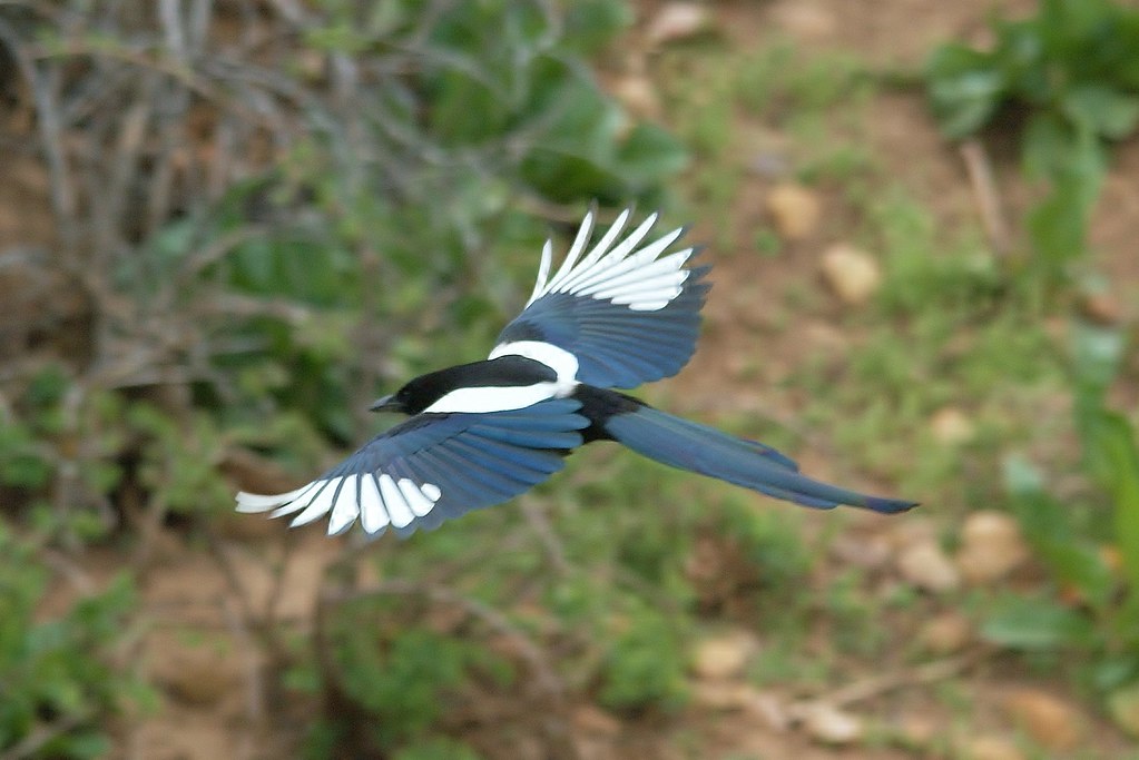 a Magpie in flight