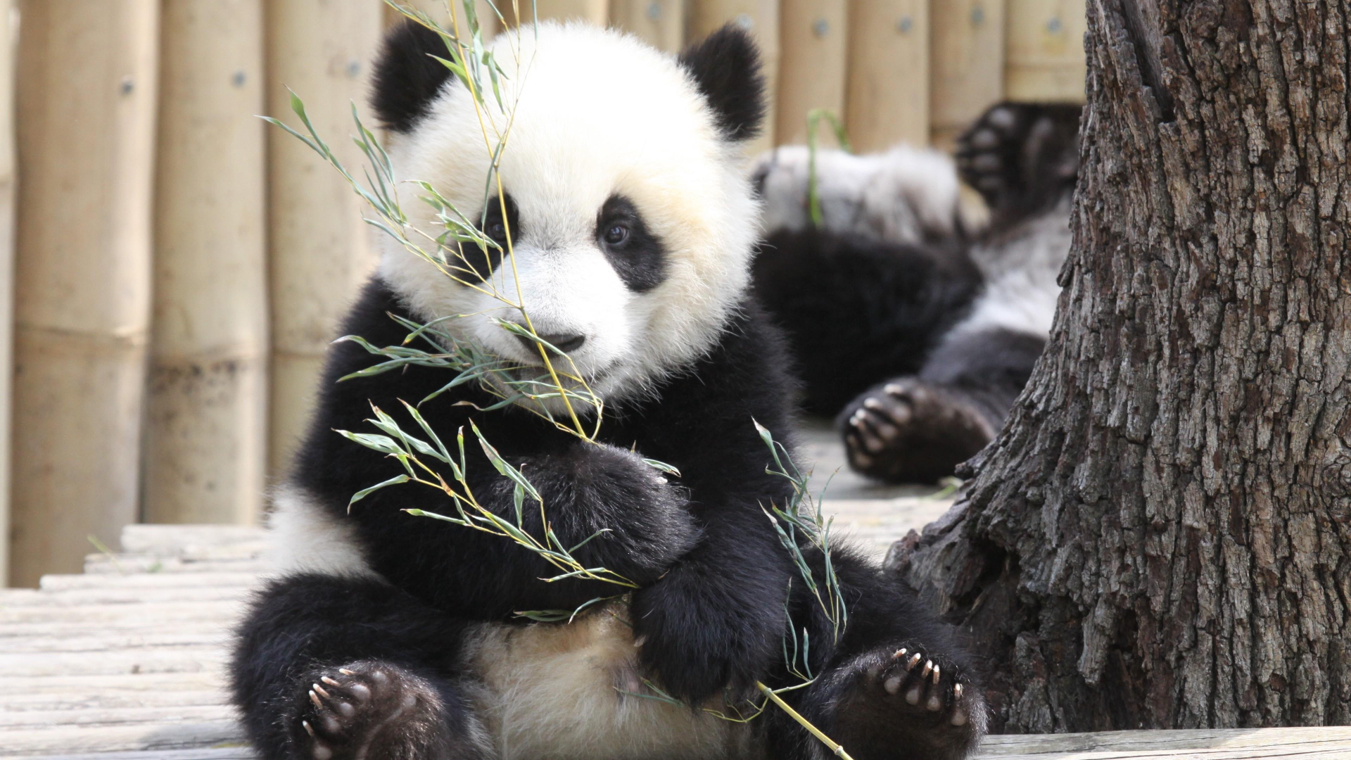 Baby Panda Eating Bamboo