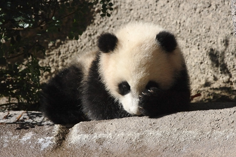 A baby Panda sits, head in its paw.