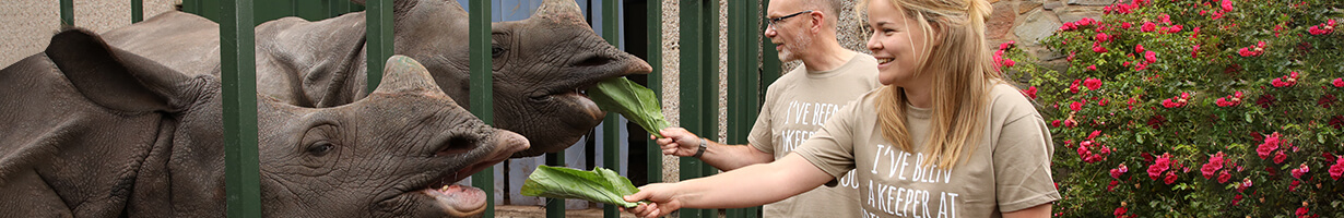 Keepers feeding rhinos
