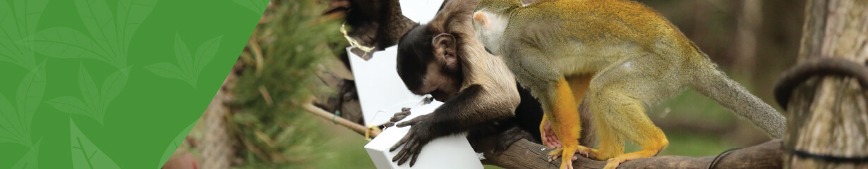 Monkeys looking at a white box