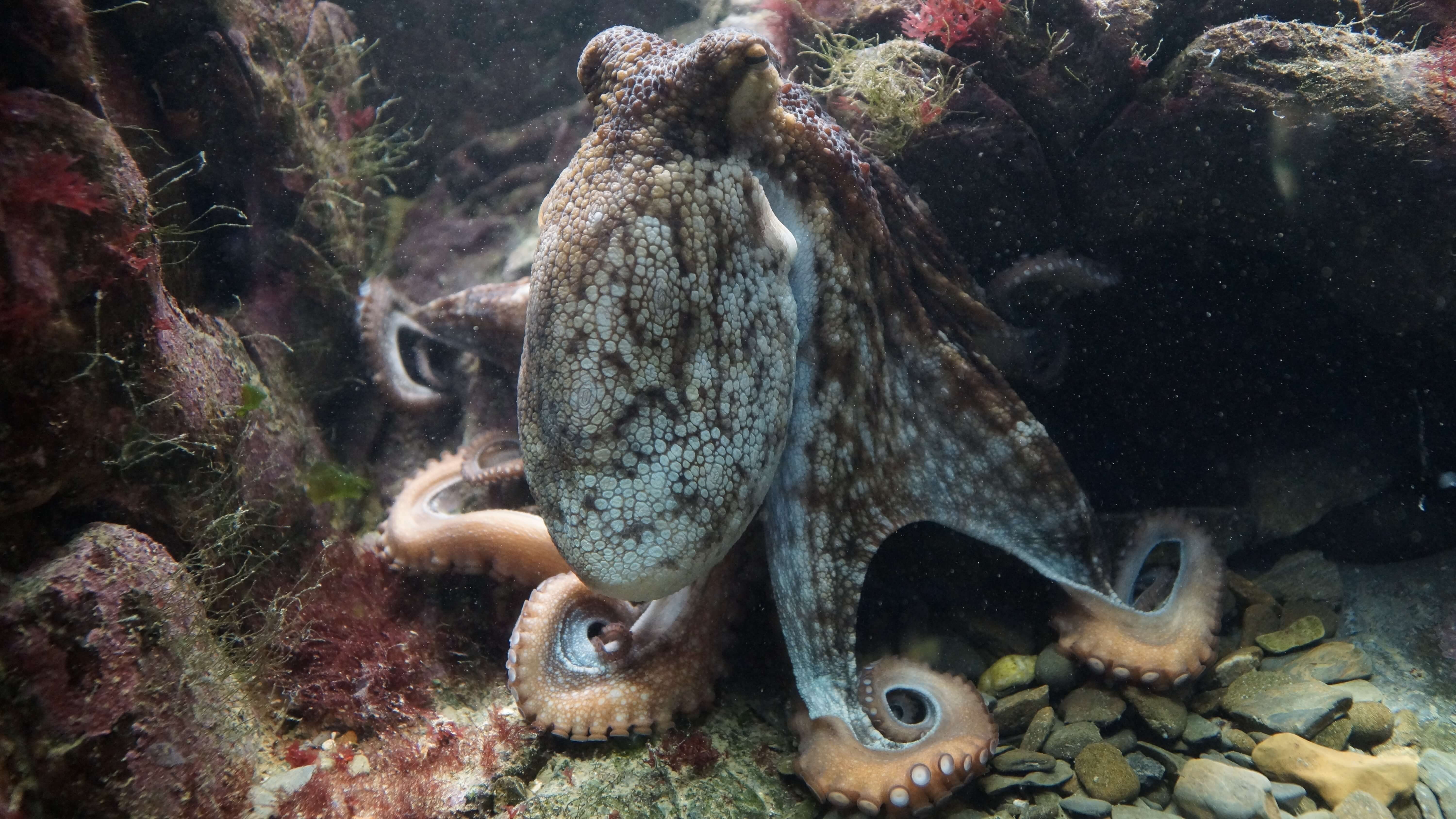 Photo of an octopus