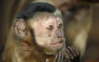 A capuchin monkey