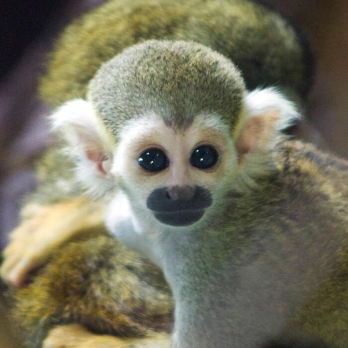 Squirrel monkey baby