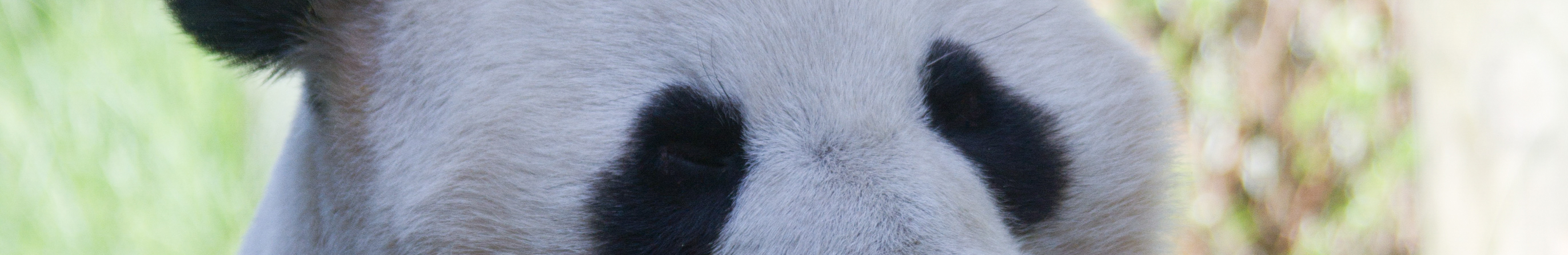 A giant panda zoomed into their eyes and ears