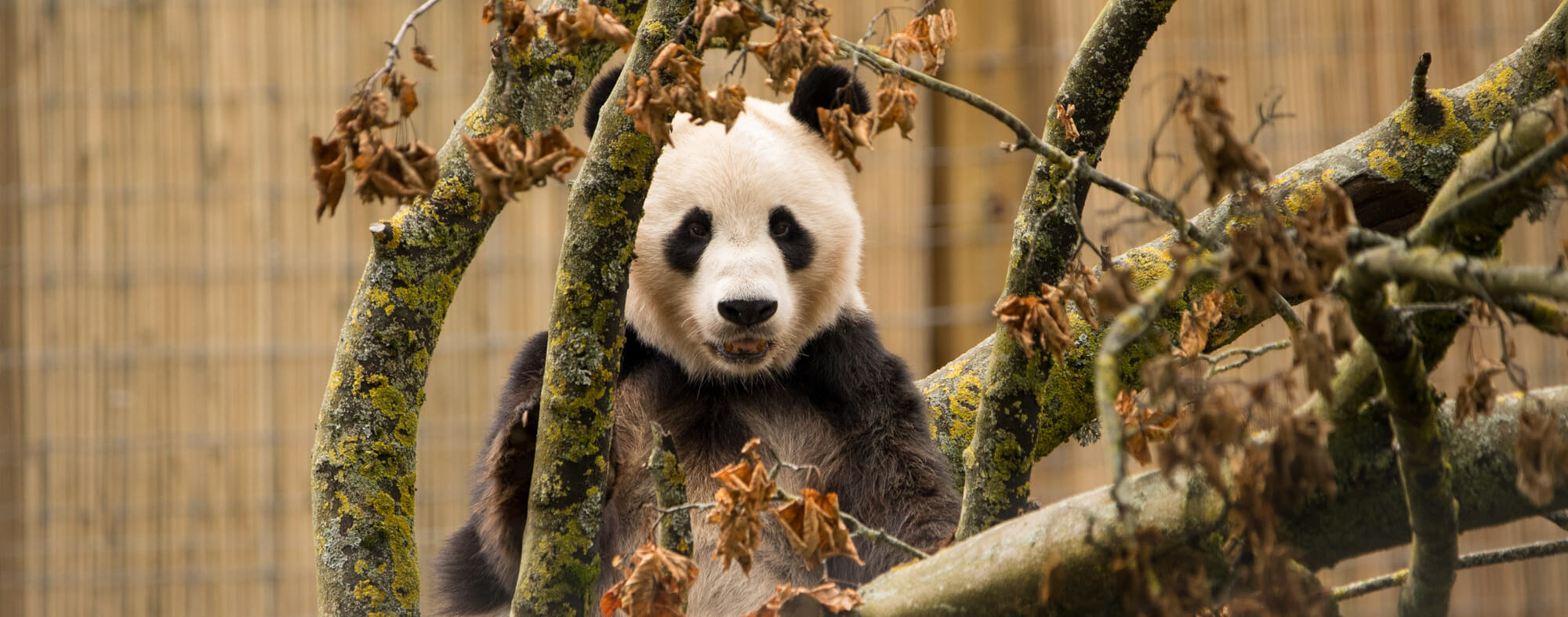 A panda sat in a tree