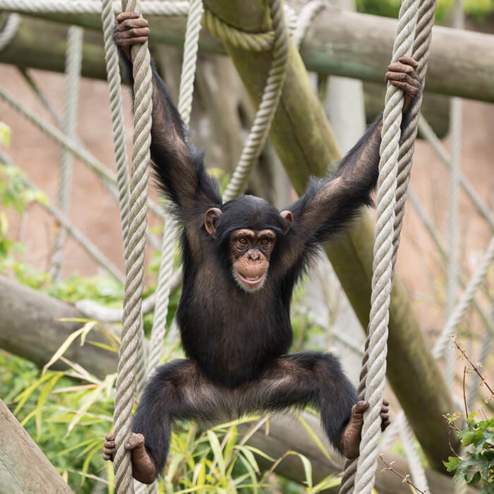 a young chimp playing on some ropes